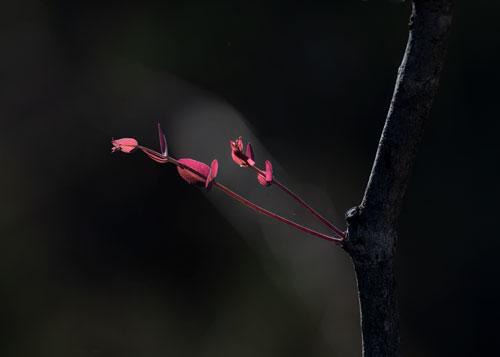Photographic print